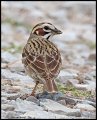 _5SB0694 lark sparrow
